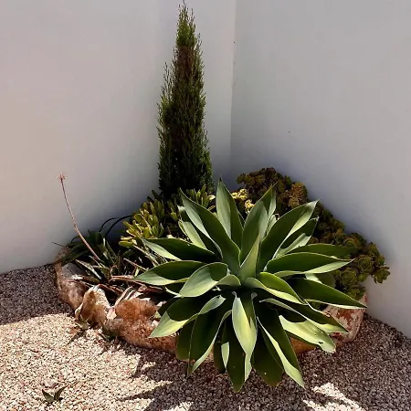 Vila Sonata In Ingrina Sol